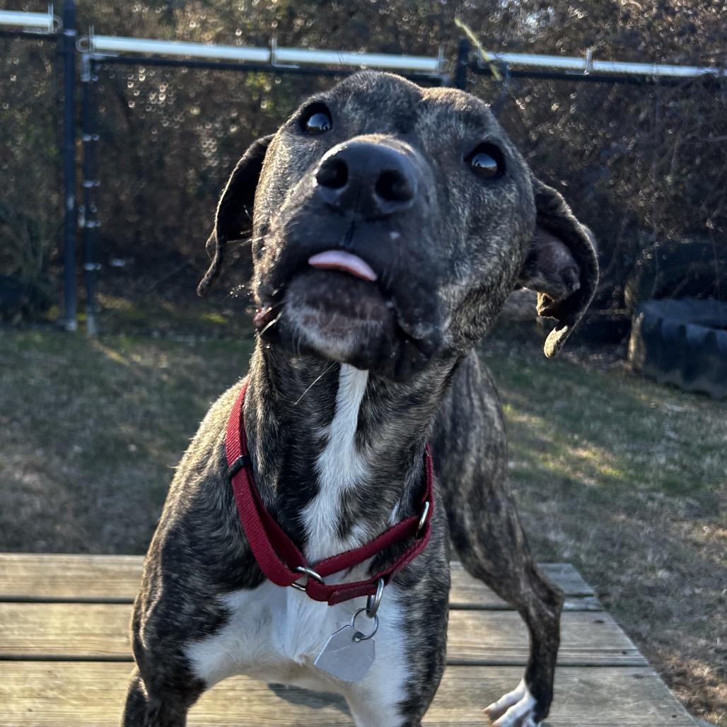 Finley — thumbnail 6