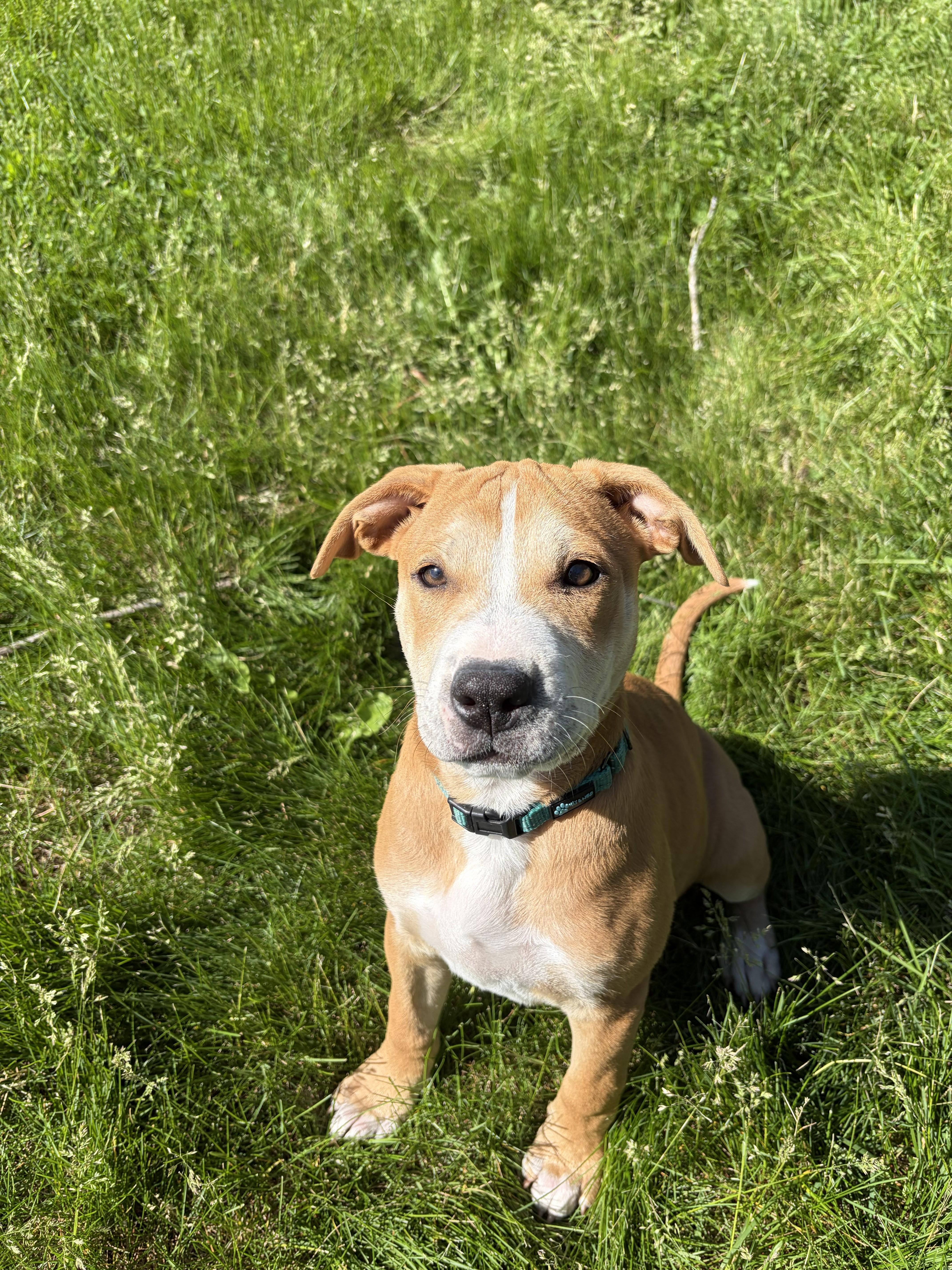 Enlarge Nova, a ADOPTABLE American Staffordshire Terrier in Boonville, MO image 2/2