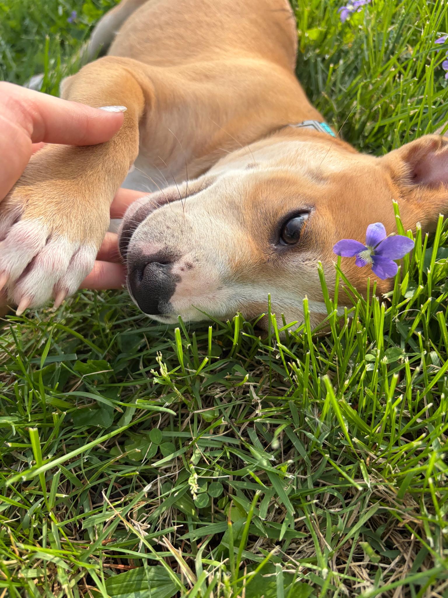 Enlarge Nova, a ADOPTABLE American Staffordshire Terrier in Boonville, MO image 1/2
