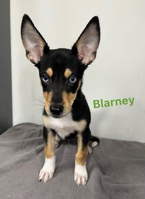 Enlarge Blarney, an adopted mixed breed in Archbold , OH image 1/1
