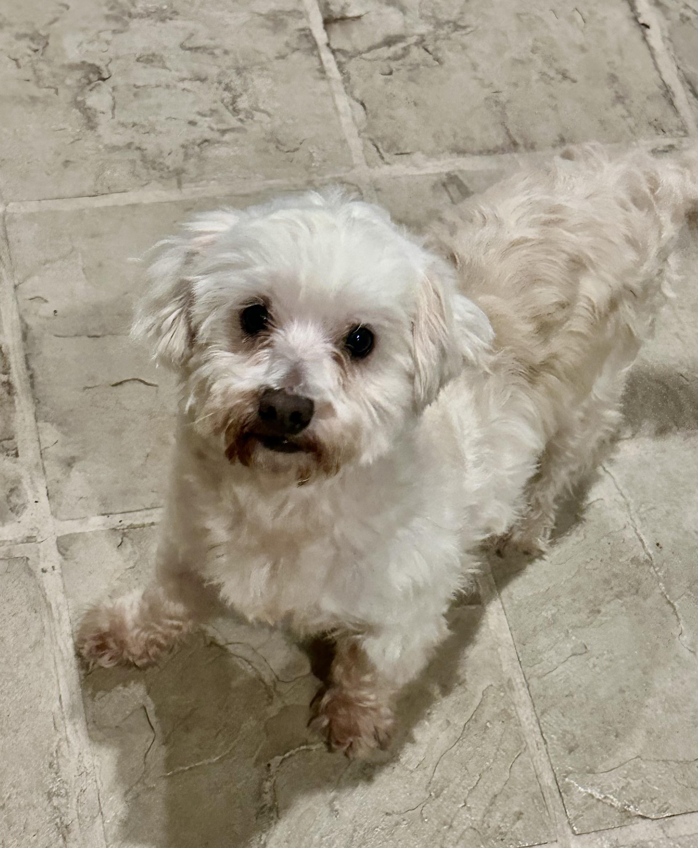 Enlarge ALBERT, a ADOPTABLE mixed breed in San Jose, CA image 2/4