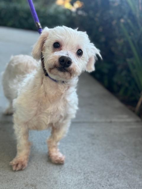 Enlarge ALBERT, a ADOPTABLE mixed breed in San Jose, CA image 4/4