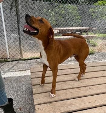 Buster, a Adoptable Redbone Coonhound in Maryville, TN image 1/3
