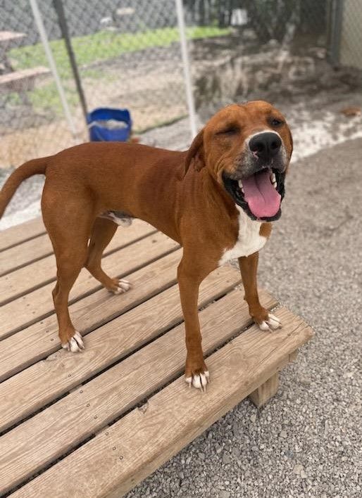 Buster, a Adoptable Redbone Coonhound in Maryville, TN image 2/3