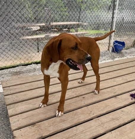 Buster, a Adoptable Redbone Coonhound in Maryville, TN image 3/3