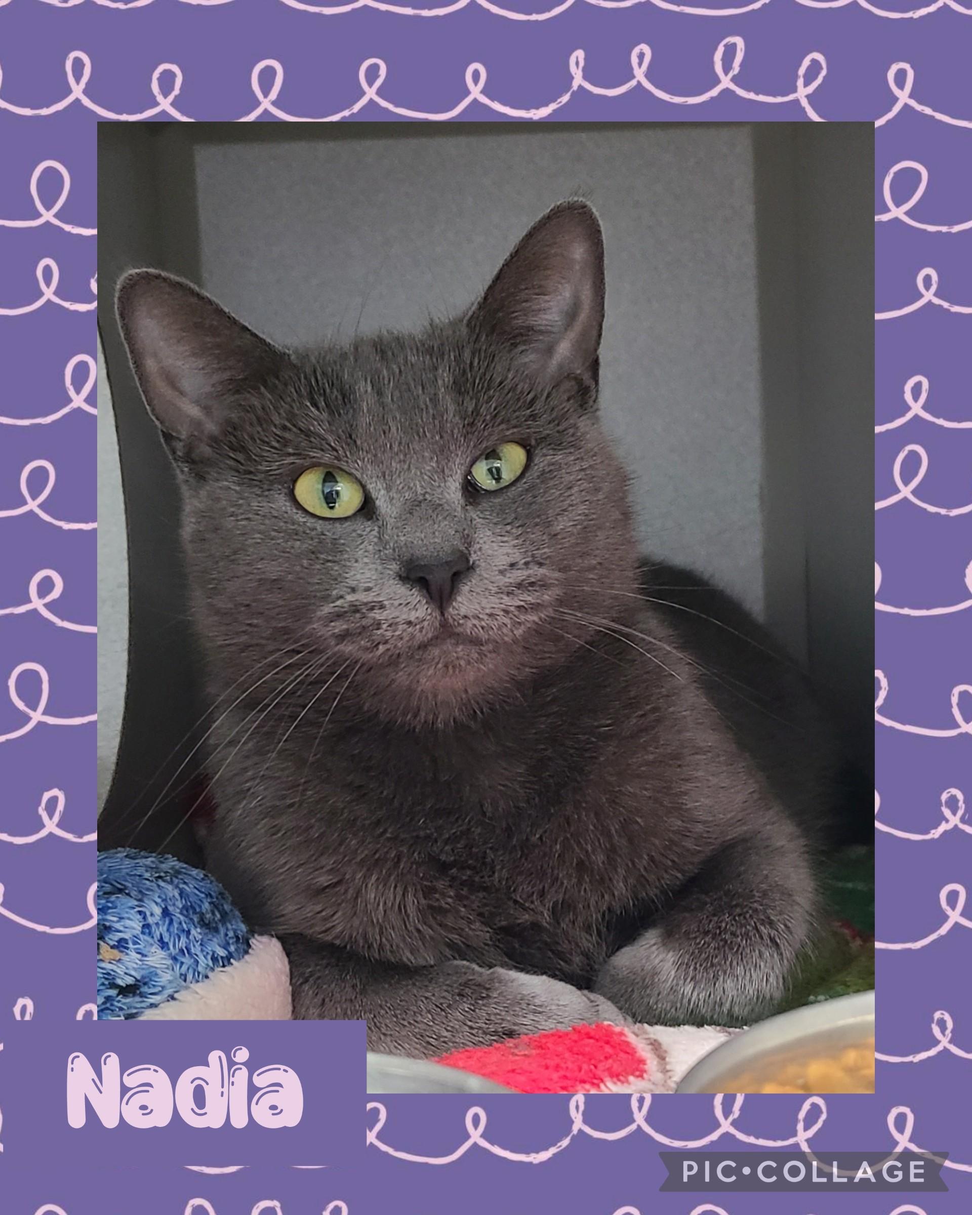 Nadia, ADOPTABLE, Adult Female Domestic Short Hair.