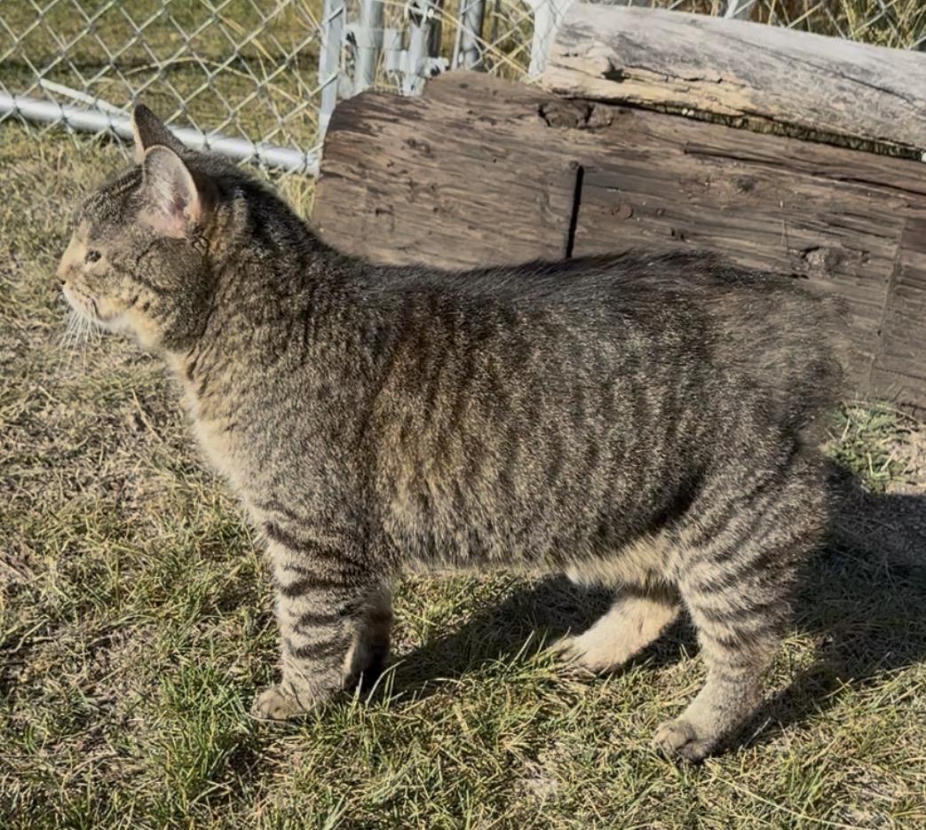 Enlarge Boo Berry, a Adoptable Manx in Butte, MT image 2/3