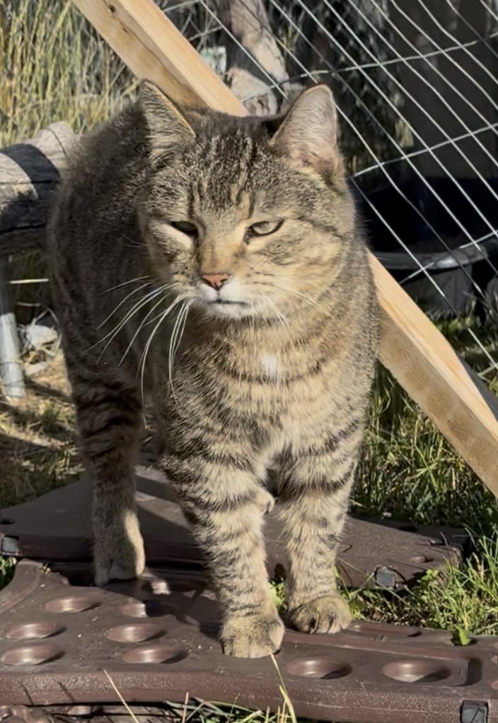 Enlarge Boo Berry, a Adoptable Manx in Butte, MT image 1/3