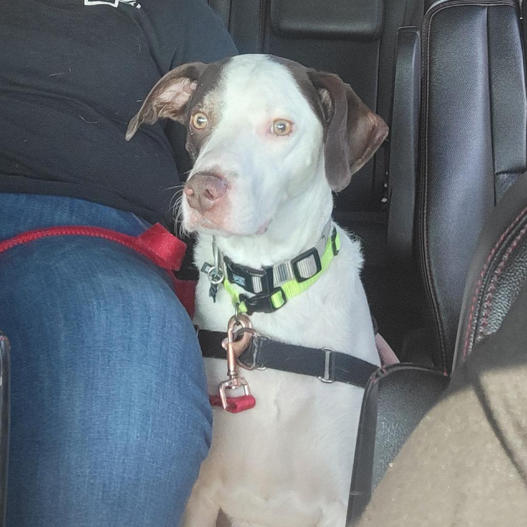 Rocco, a Adoptable Mixed Breed in Murray, UT image 1/4