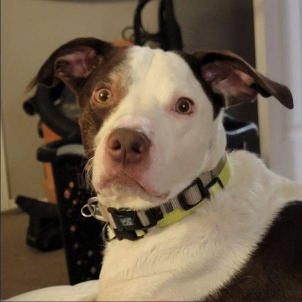 Rocco, a Adoptable Mixed Breed in Murray, UT image 2/4