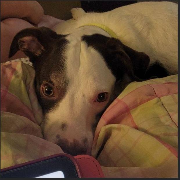 Rocco, a Adoptable Mixed Breed in Murray, UT image 3/4