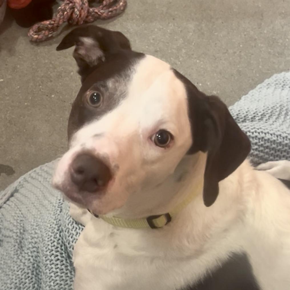 Rocco, a Adoptable Mixed Breed in Murray, UT image 4/4