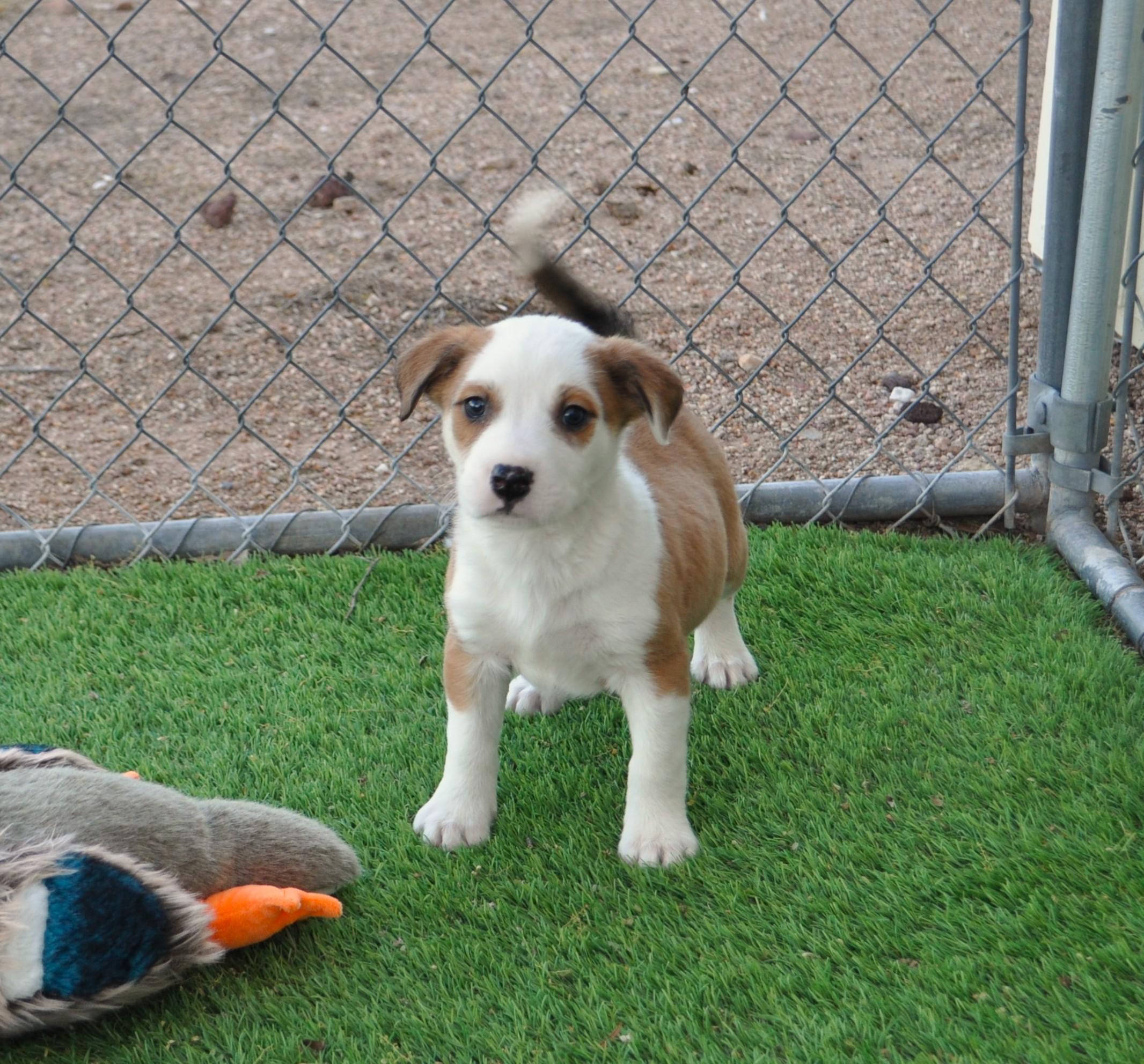 Enlarge Chunky, a ADOPTABLE mixed breed in Apache Junction, AZ image 2/3