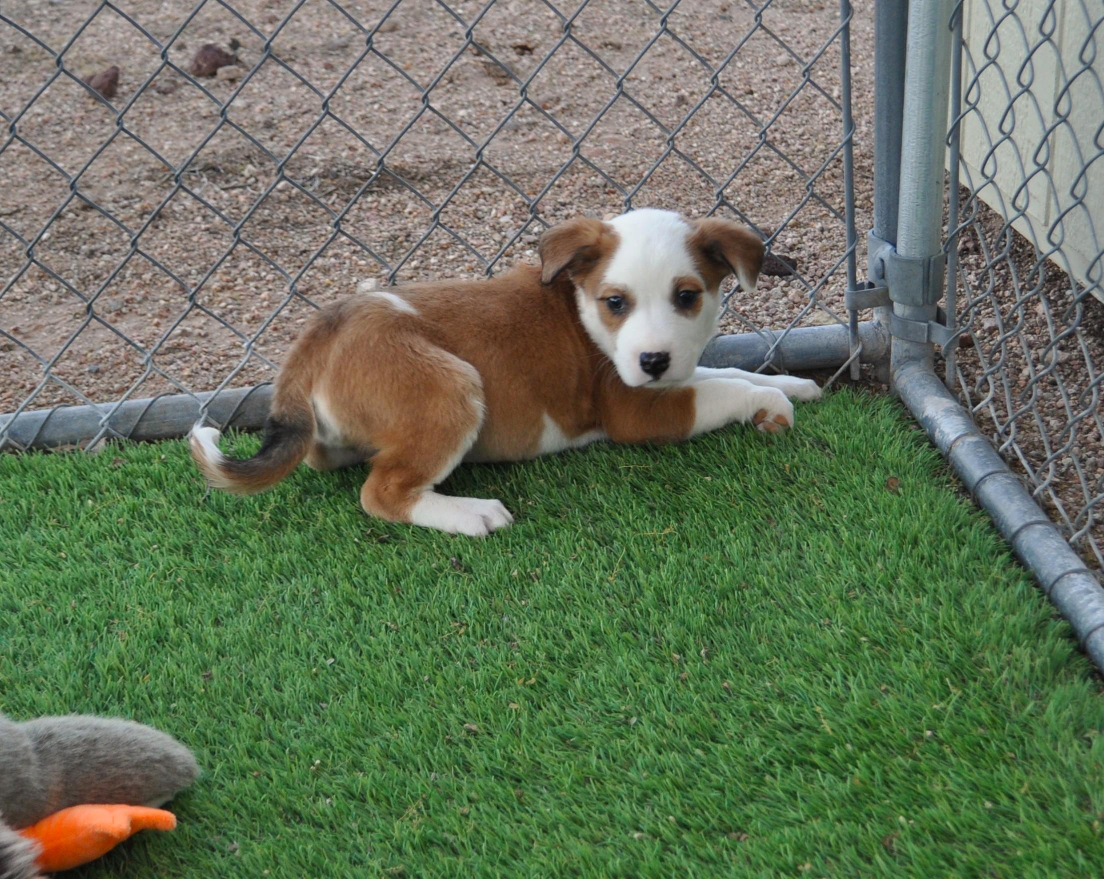 Chunky, ADOPTABLE, Puppy Male Labrador Retriever & Cattle Dog.