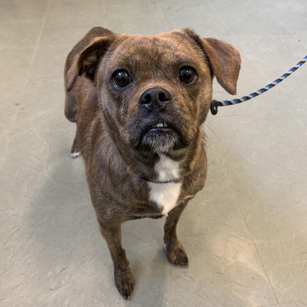 Nova, Adoptable, Senior Female Chihuahua & Boston Terrier.