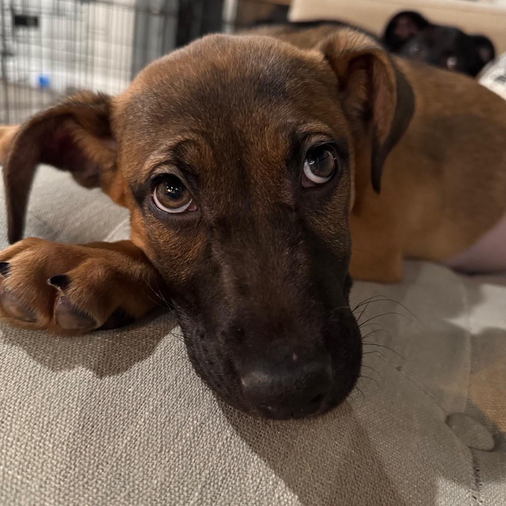 Enlarge Paislee, a Adoptable mixed breed in Northville, MI image 1/6