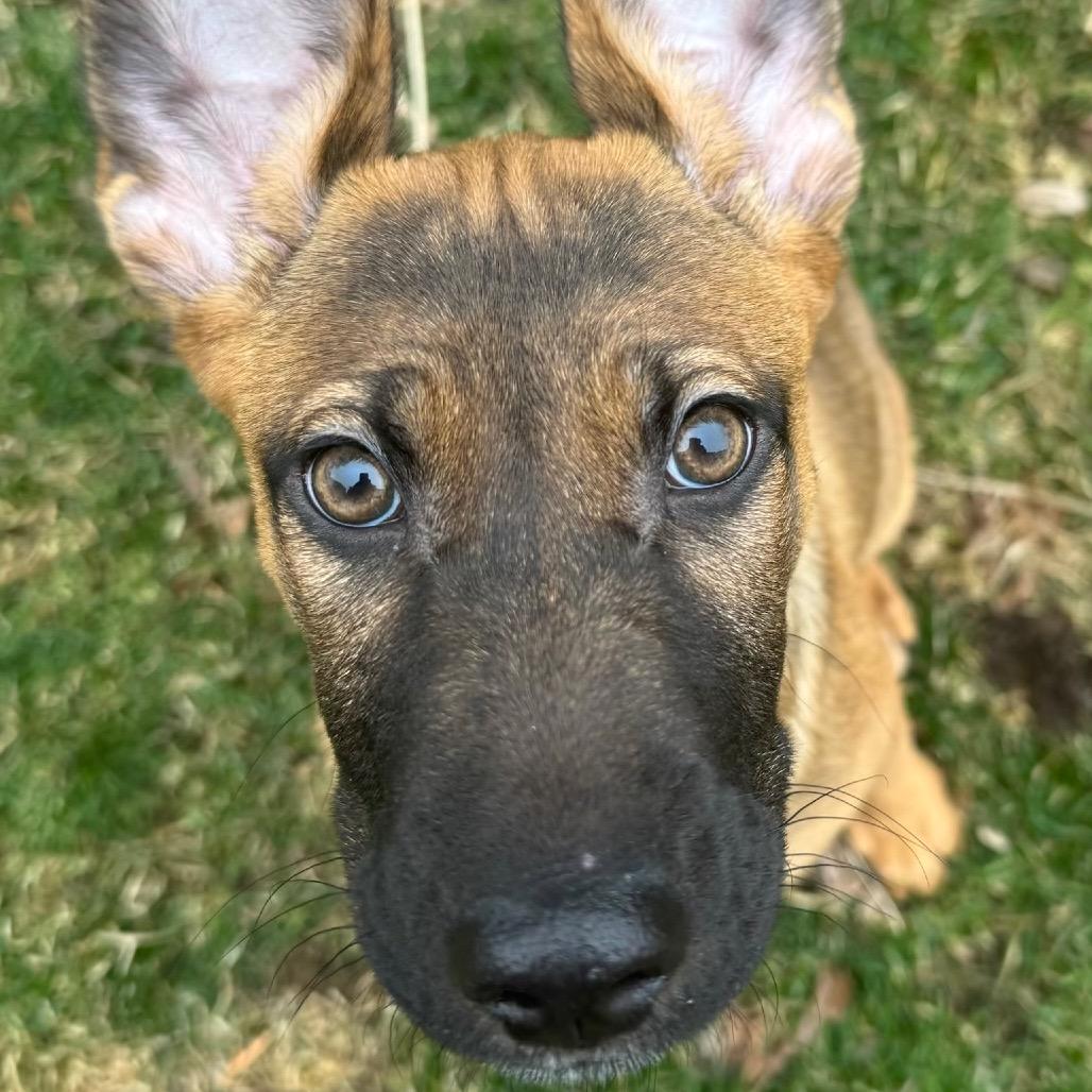 Enlarge Paislee, a Adoptable mixed breed in Northville, MI image 2/6