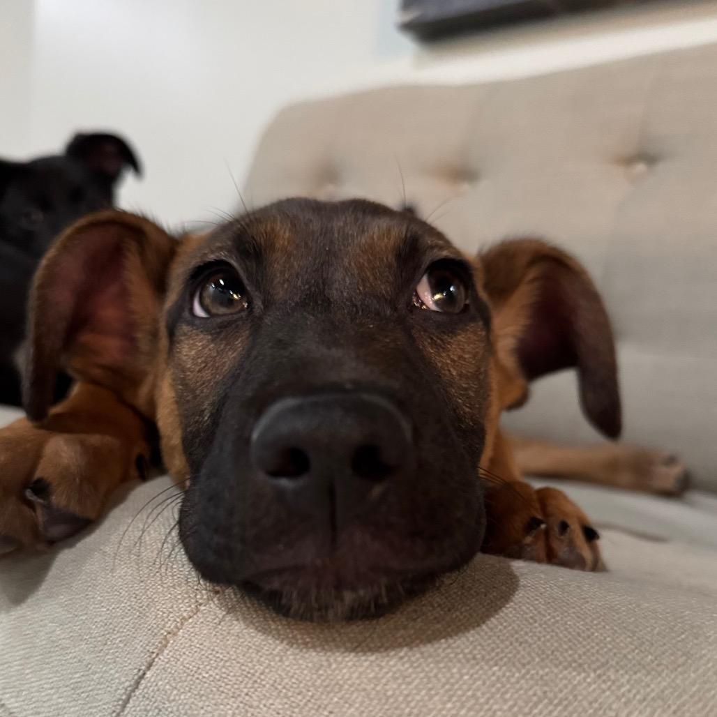 Enlarge Paislee, a Adoptable mixed breed in Northville, MI image 3/6