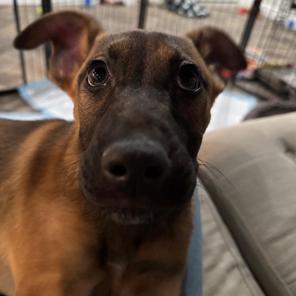 Enlarge Paislee, a Adoptable mixed breed in Northville, MI image 4/6
