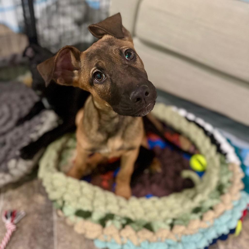 Enlarge Paislee, a Adoptable mixed breed in Northville, MI image 5/6