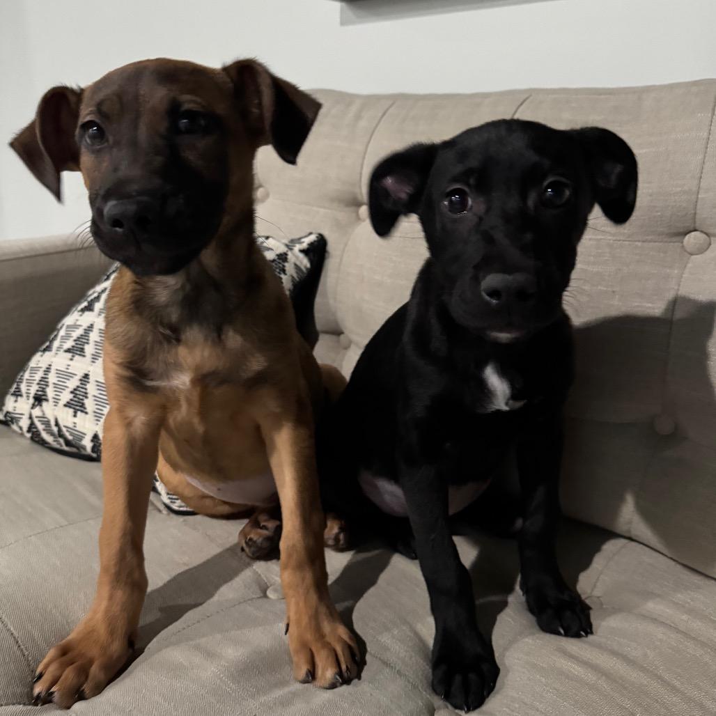 Enlarge Paislee, a Adoptable mixed breed in Northville, MI image 6/6