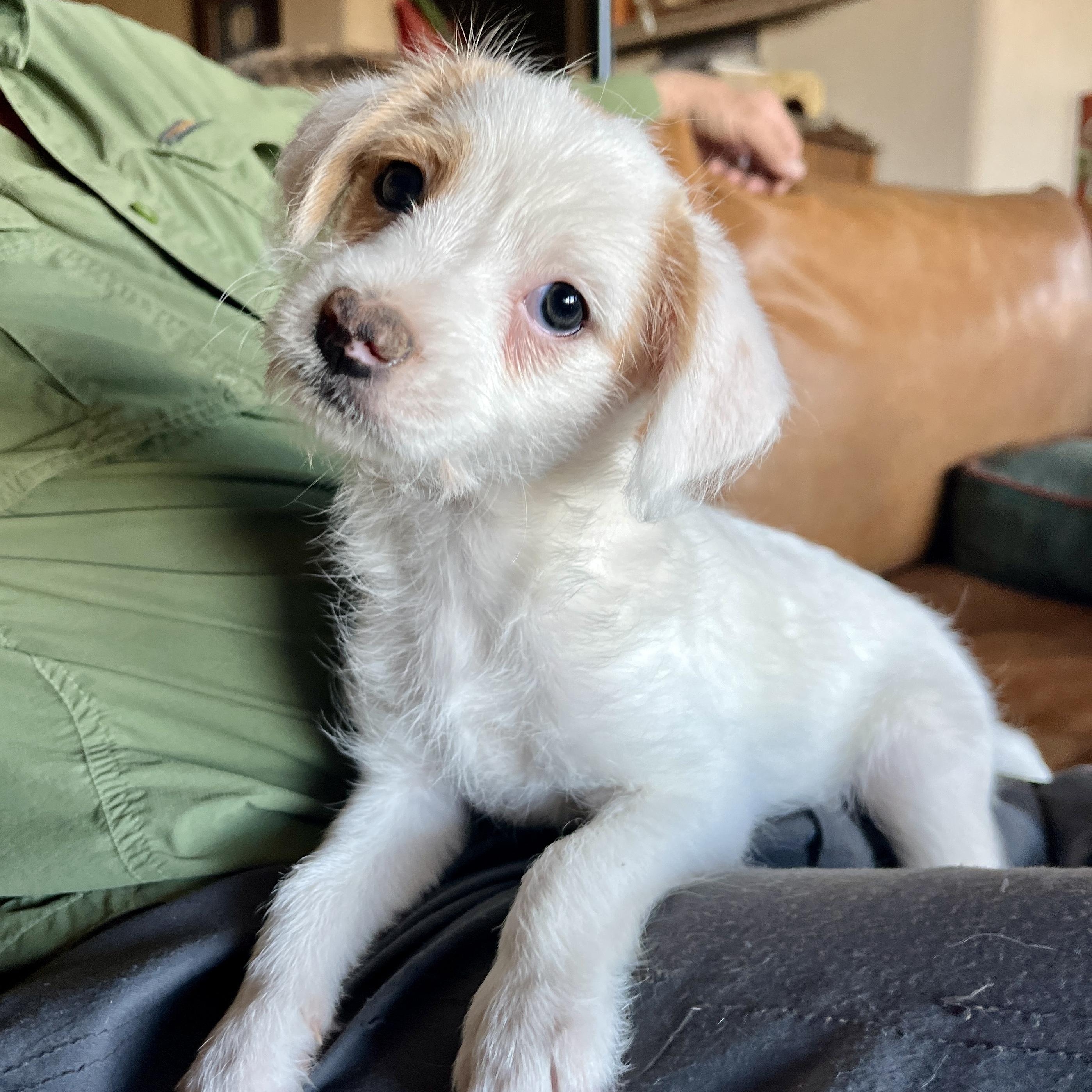 Bunting, ADOPTABLE, Puppy Female Terrier.