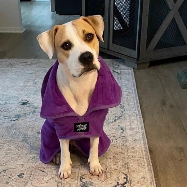 Angel Has Landed, Adoptable, Young Female Mixed Breed.