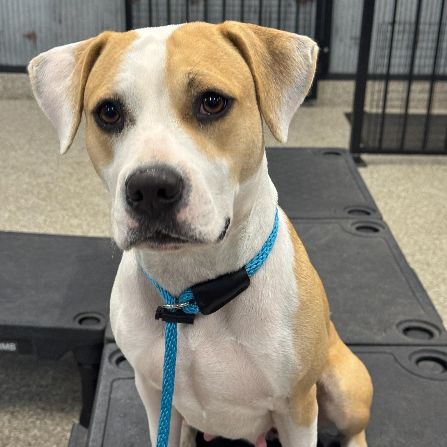 Enlarge Angel Has Landed, a Adoptable mixed breed in St Croix Falls, WI image 5/6