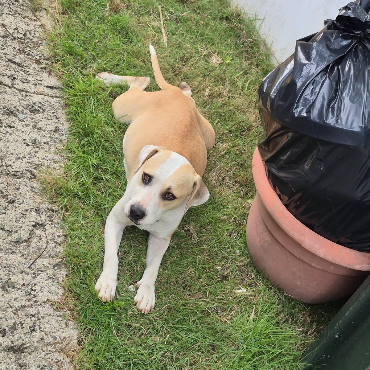 Enlarge Angel Has Landed, a Adoptable mixed breed in St Croix Falls, WI image 4/6