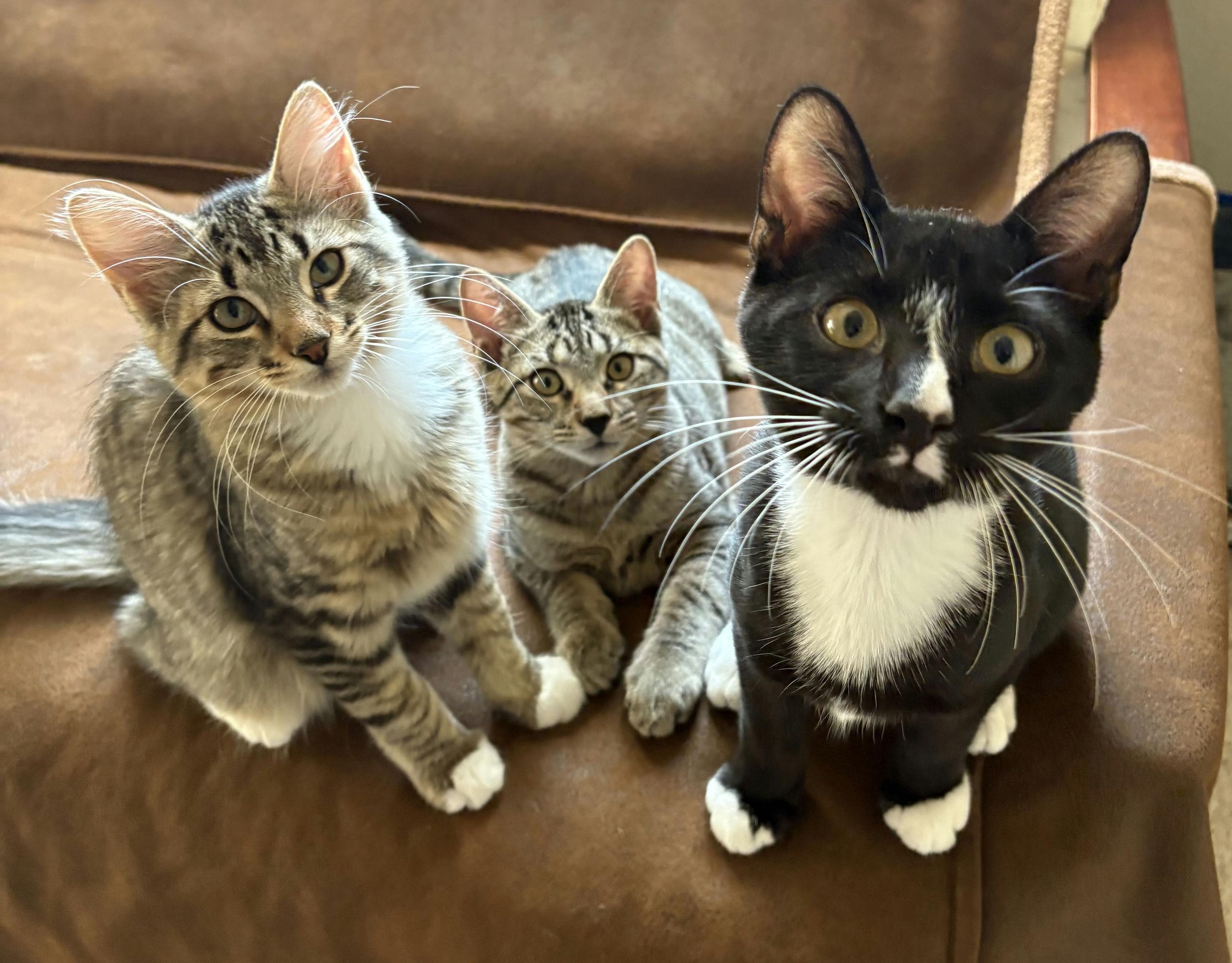 Enlarge Scaramouche, a Adoptable Domestic Short Hair in Houston, TX image 5/6