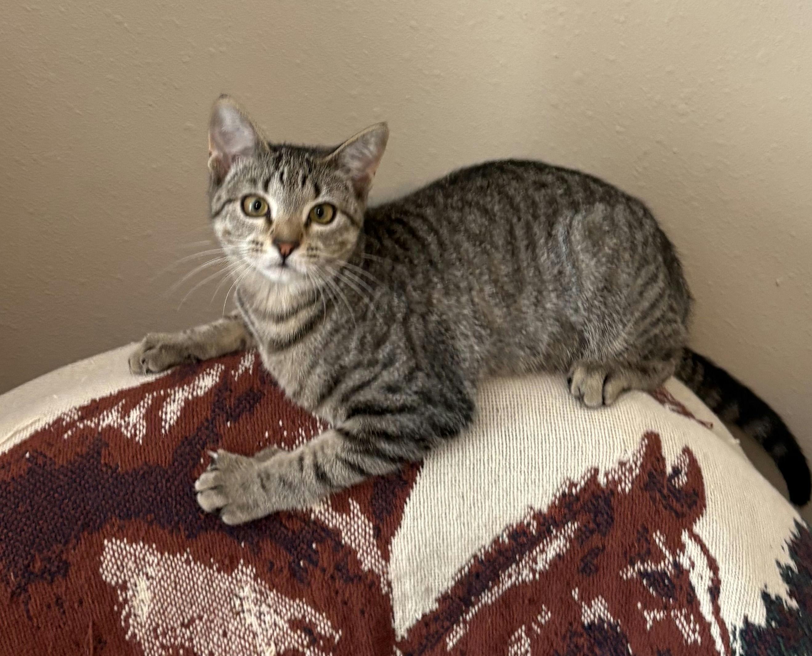 Scaramouche, Adoptable, Kitten Female Domestic Short Hair.