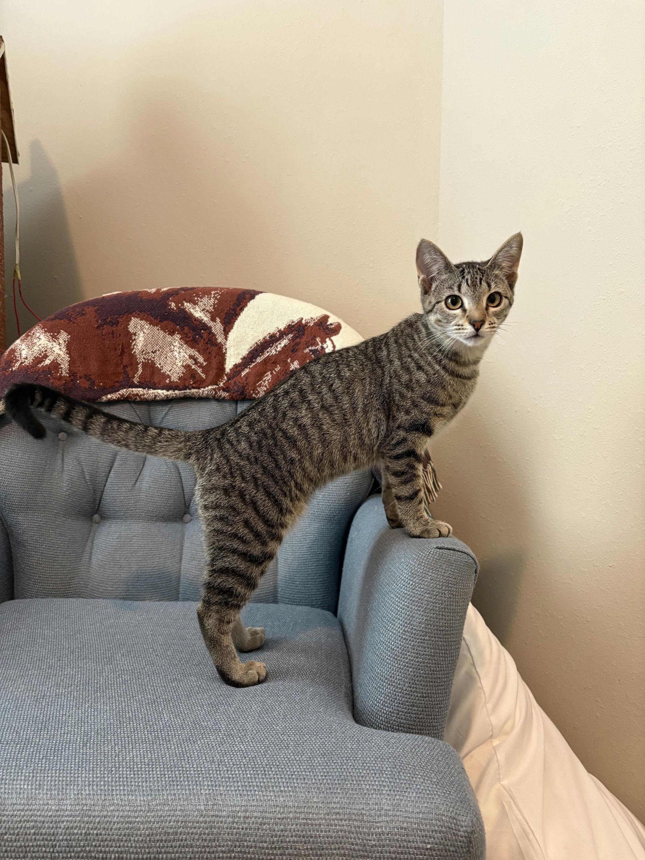 Enlarge Scaramouche, a Adoptable Domestic Short Hair in Houston, TX image 2/6