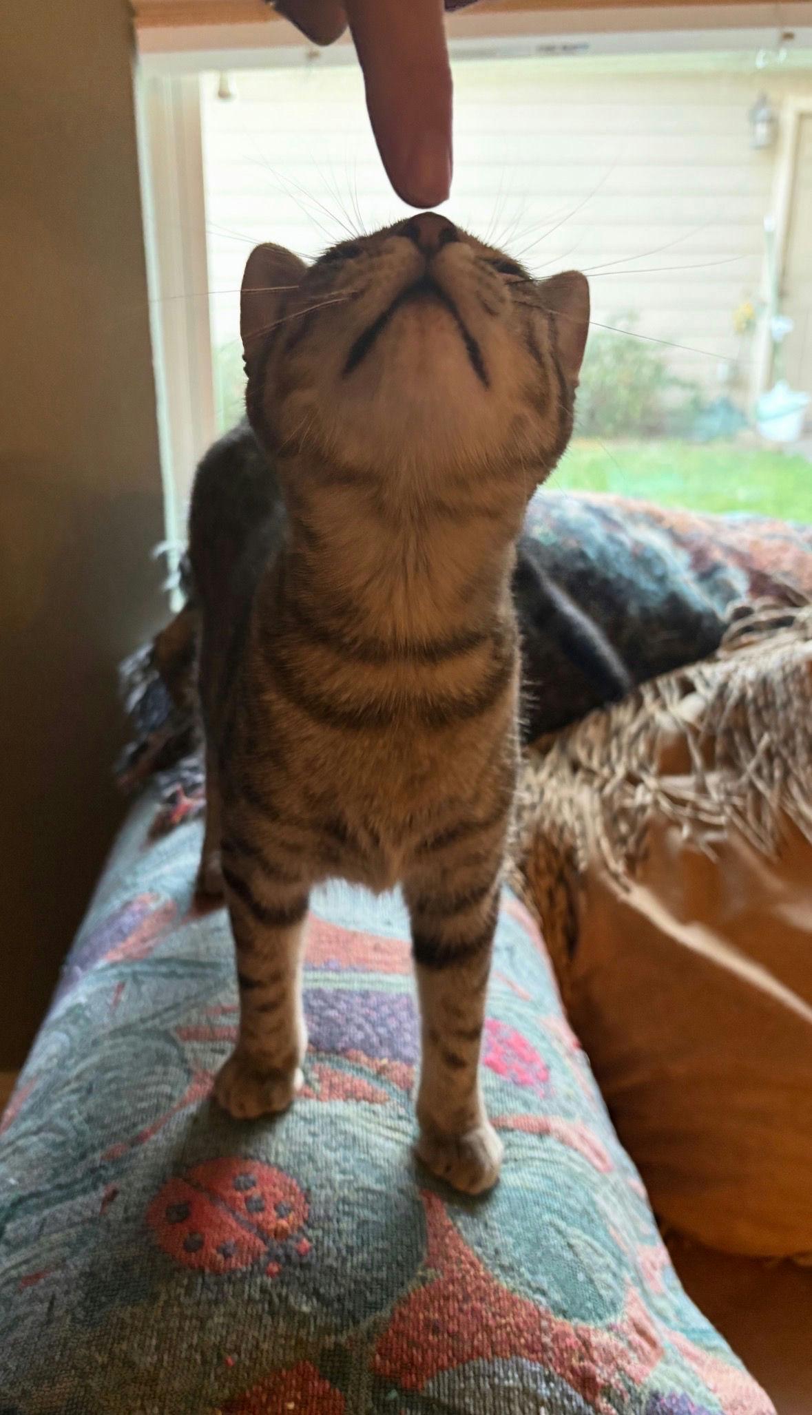 Enlarge Scaramouche, a Adoptable Domestic Short Hair in Houston, TX image 3/6
