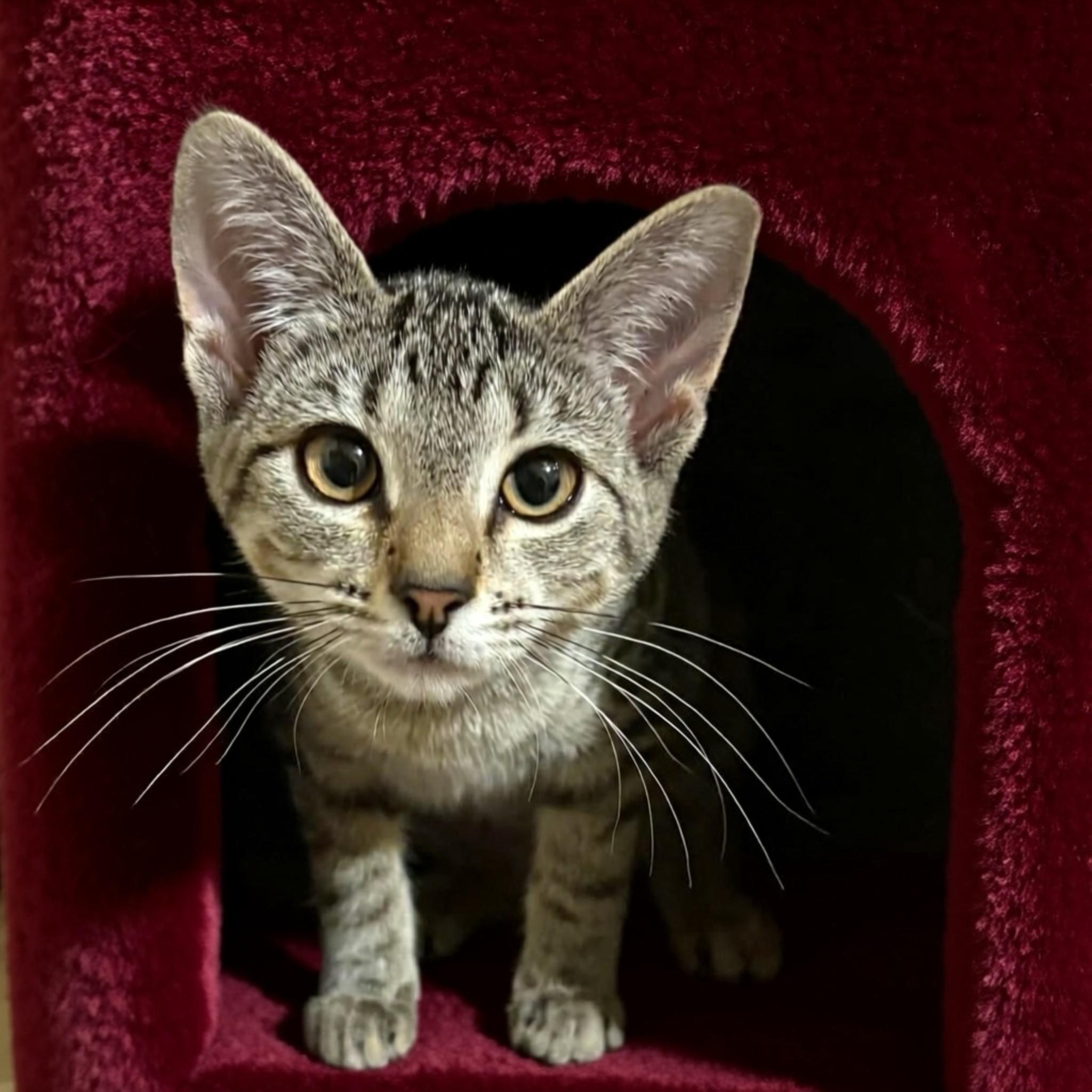 Enlarge Scaramouche, a Adoptable Domestic Short Hair in Houston, TX image 4/6