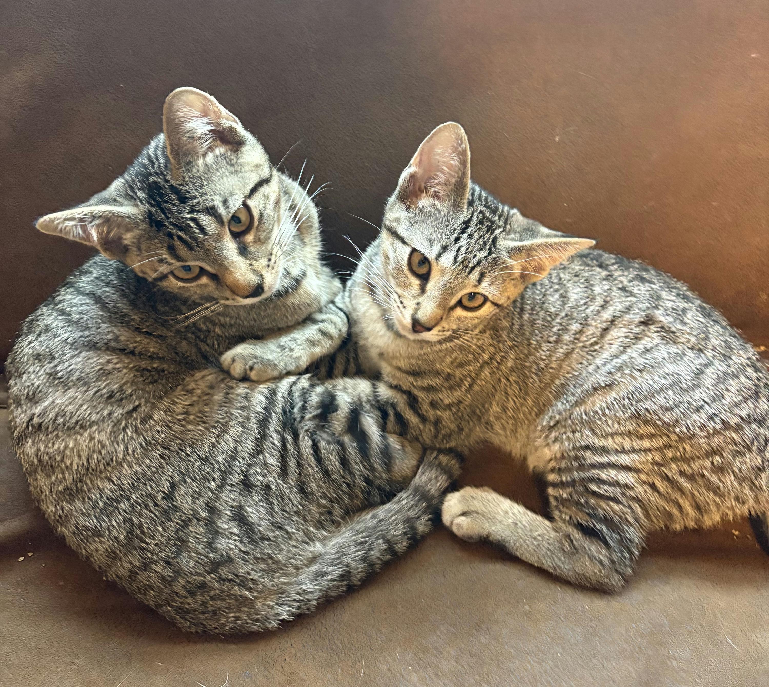 Enlarge Scaramouche, a Adoptable Domestic Short Hair in Houston, TX image 6/6
