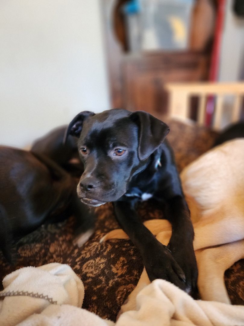 Windy, Adopted, Puppy Female Boston Terrier.