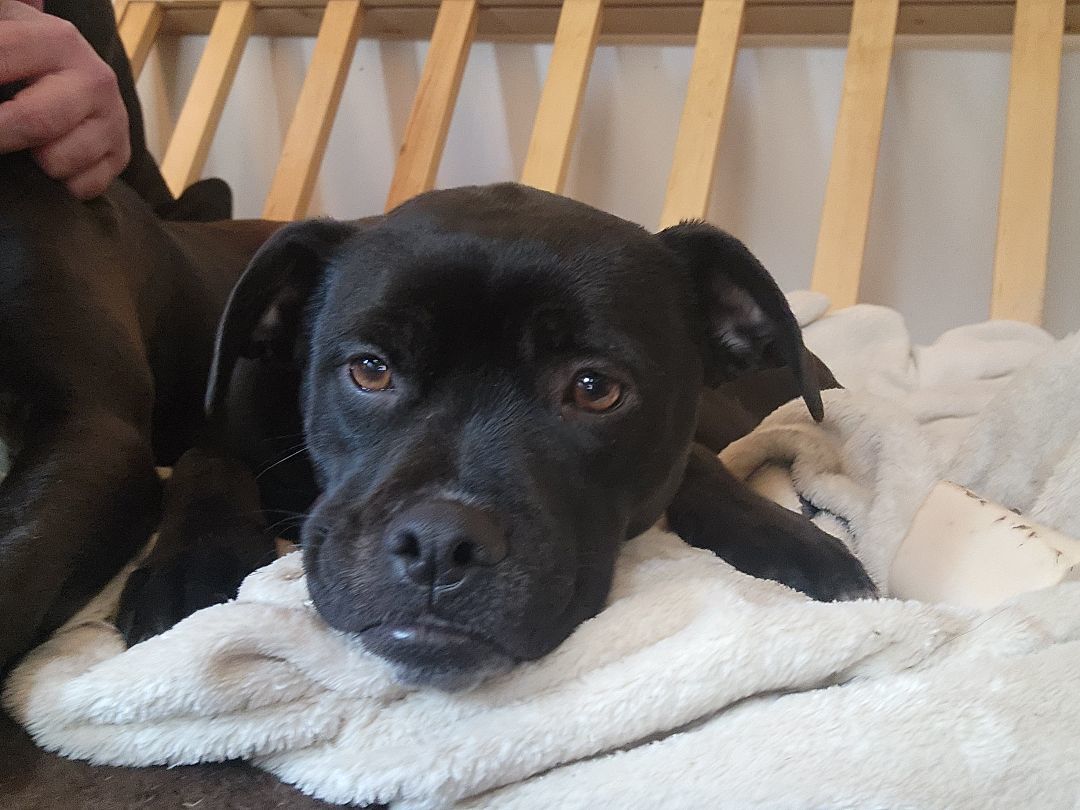 Windy, a Adopted mixed breed in Bristol, VT image 2/5