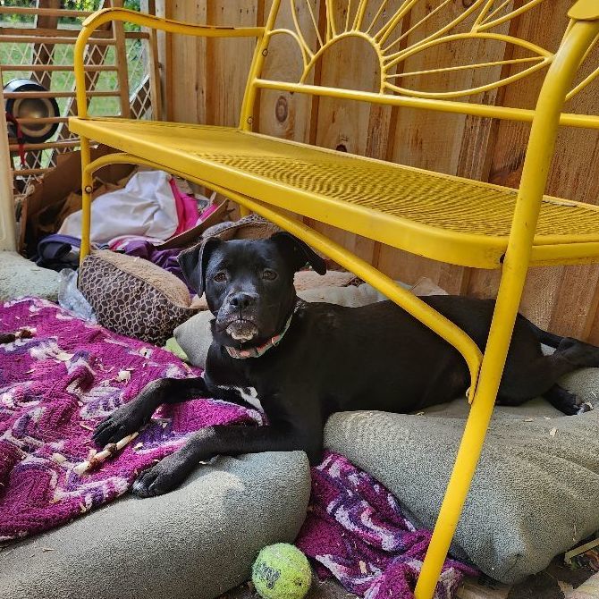 Windy, a Adopted mixed breed in Bristol, VT image 3/5