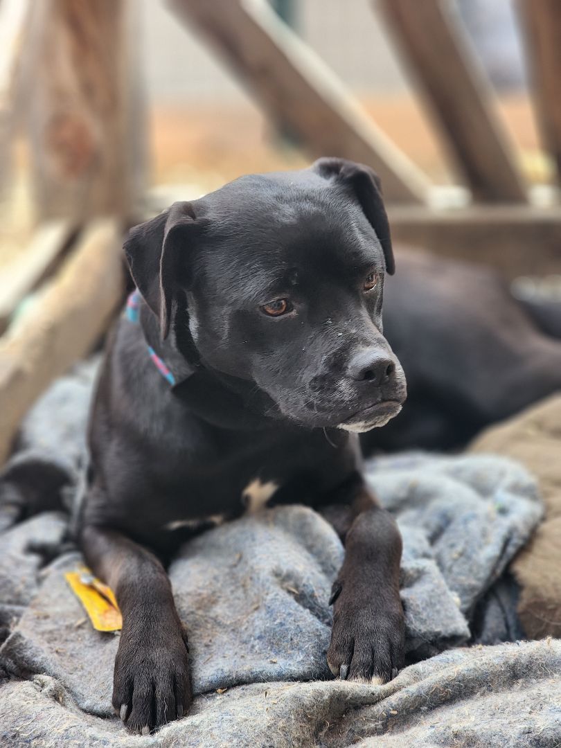 Windy, a Adopted mixed breed in Bristol, VT image 4/5