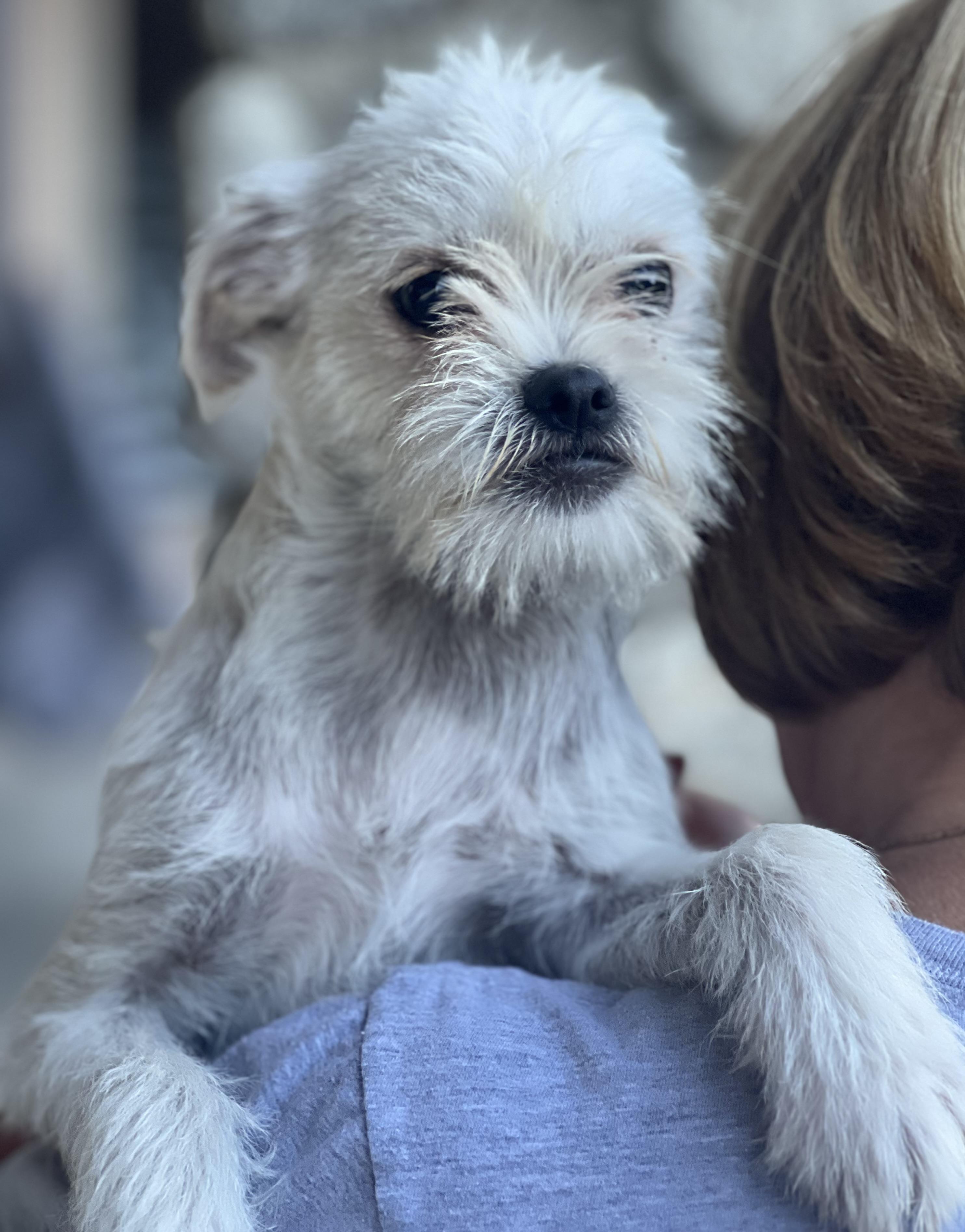 MONKEY, Adopted, Puppy Male Terrier & Pug.