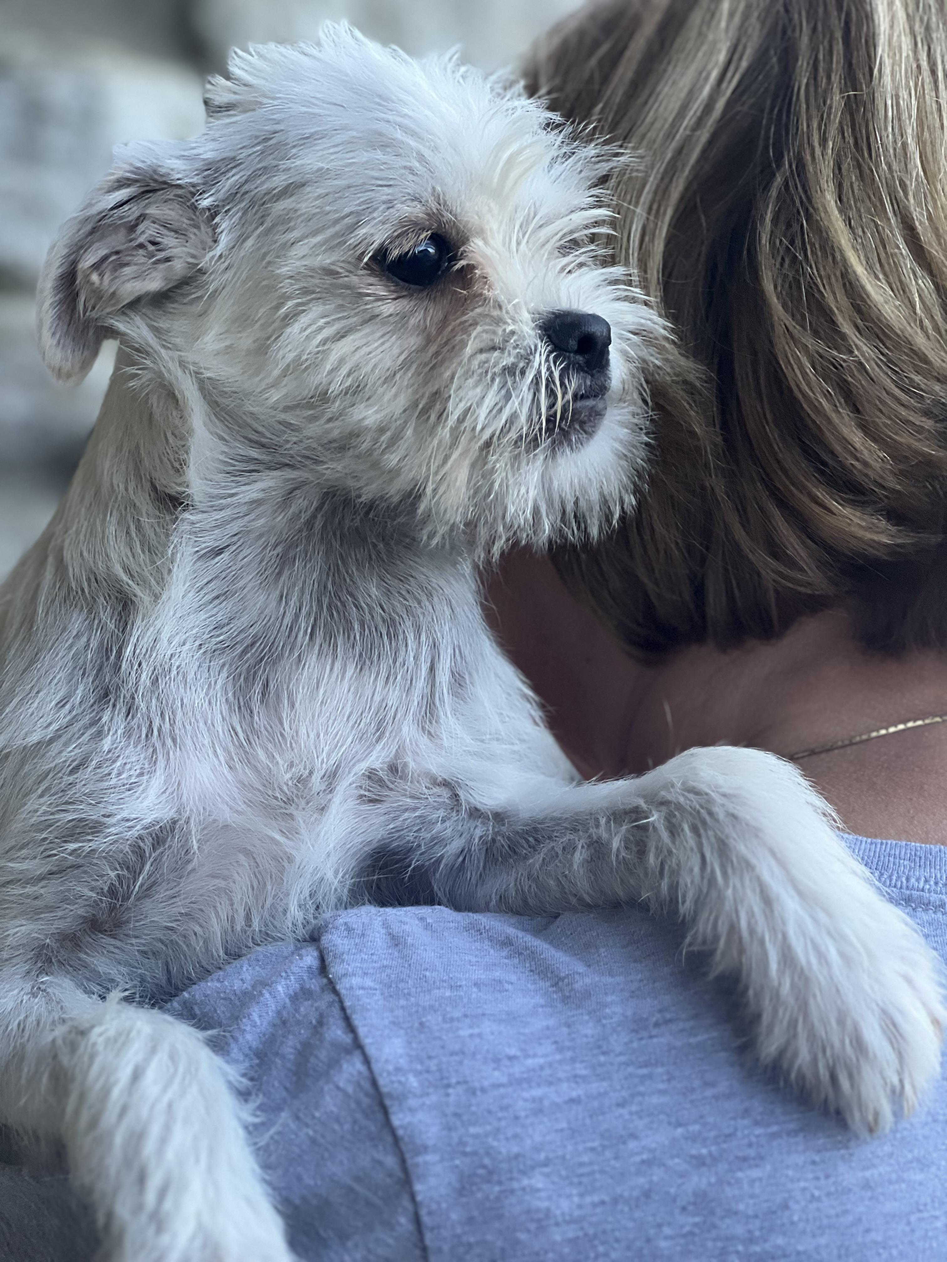 Enlarge MONKEY, a Adopted mixed breed in Irvine, CA image 5/5