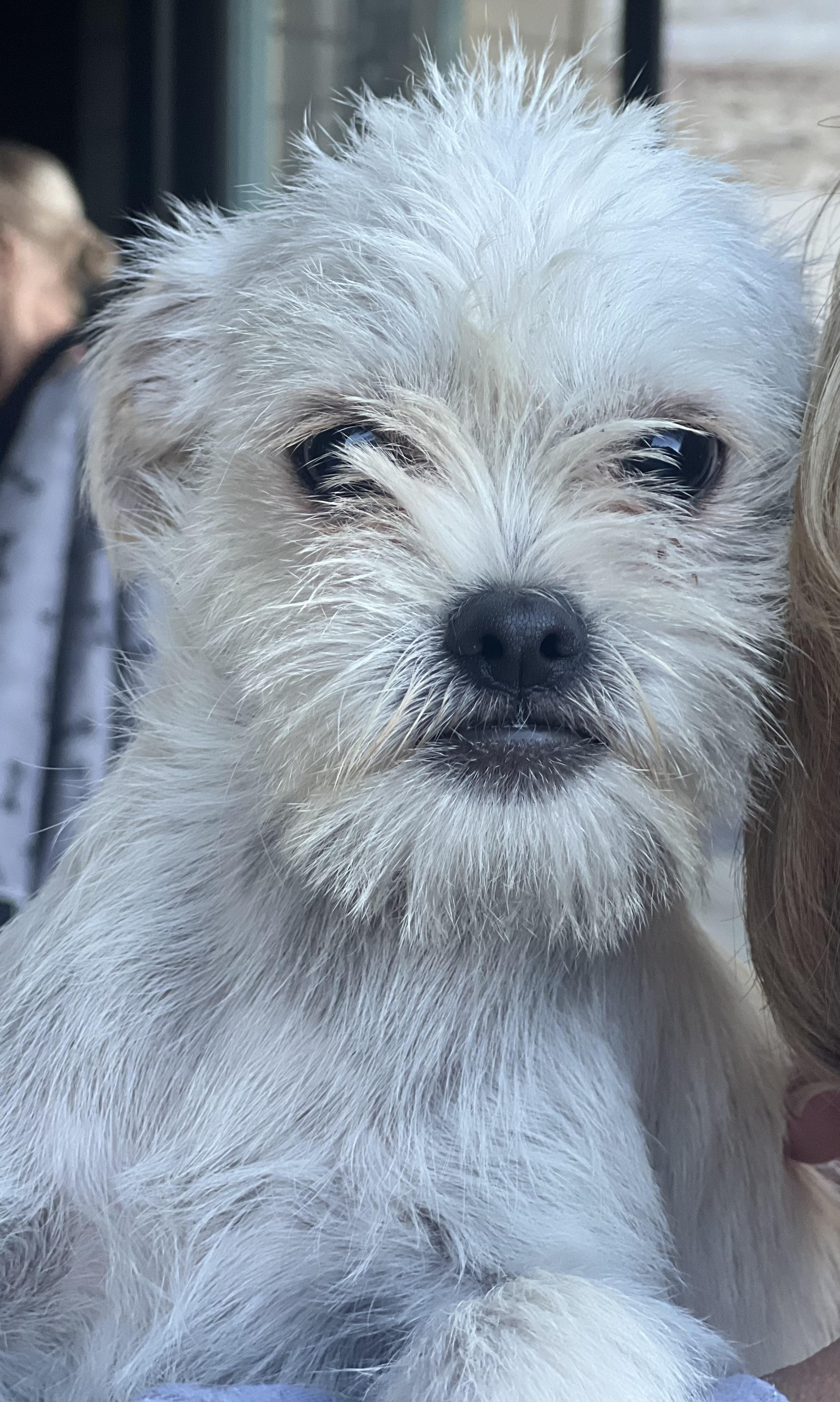 Enlarge MONKEY, a Adopted mixed breed in Irvine, CA image 3/5
