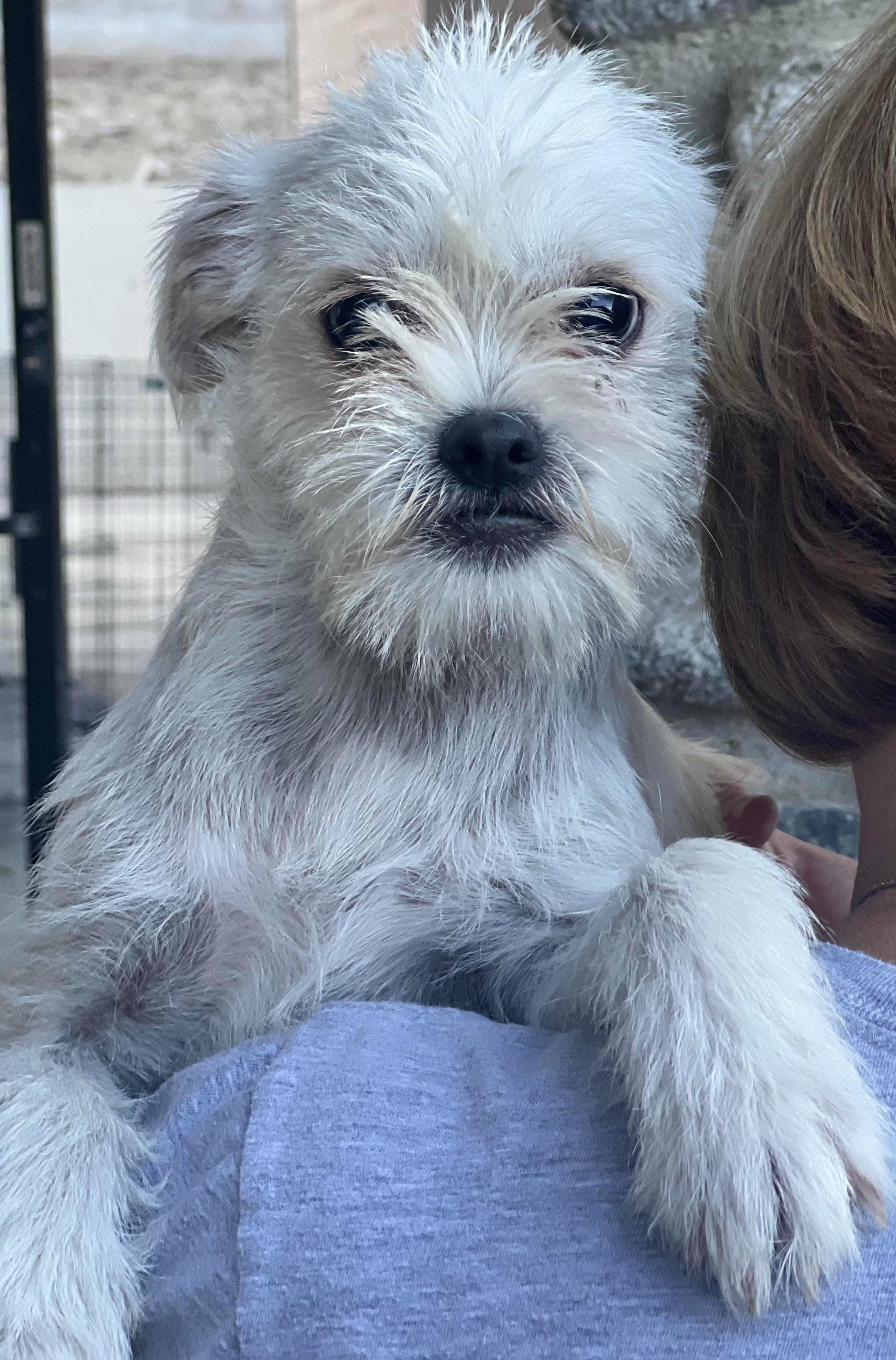 Enlarge MONKEY, a Adopted mixed breed in Irvine, CA image 2/5