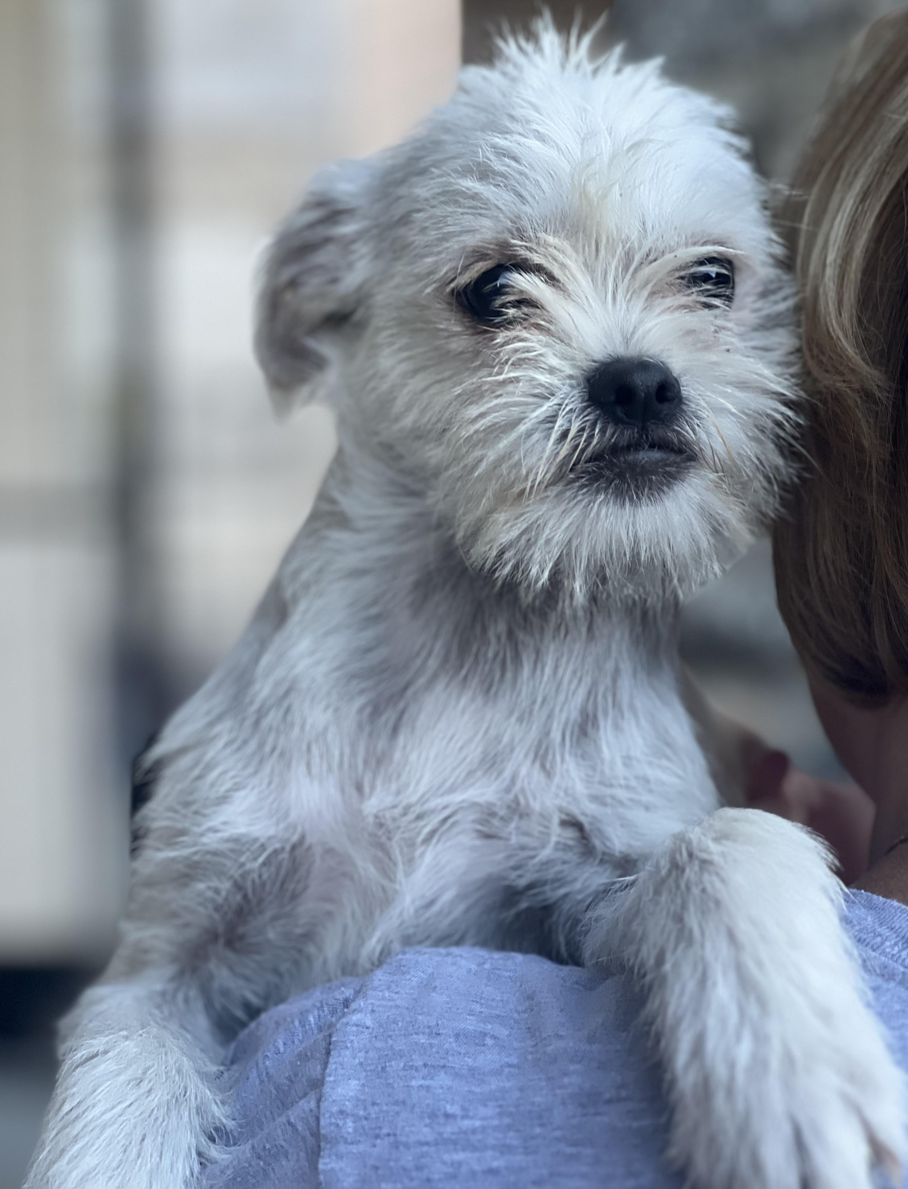 Enlarge MONKEY, a Adopted mixed breed in Irvine, CA image 4/5