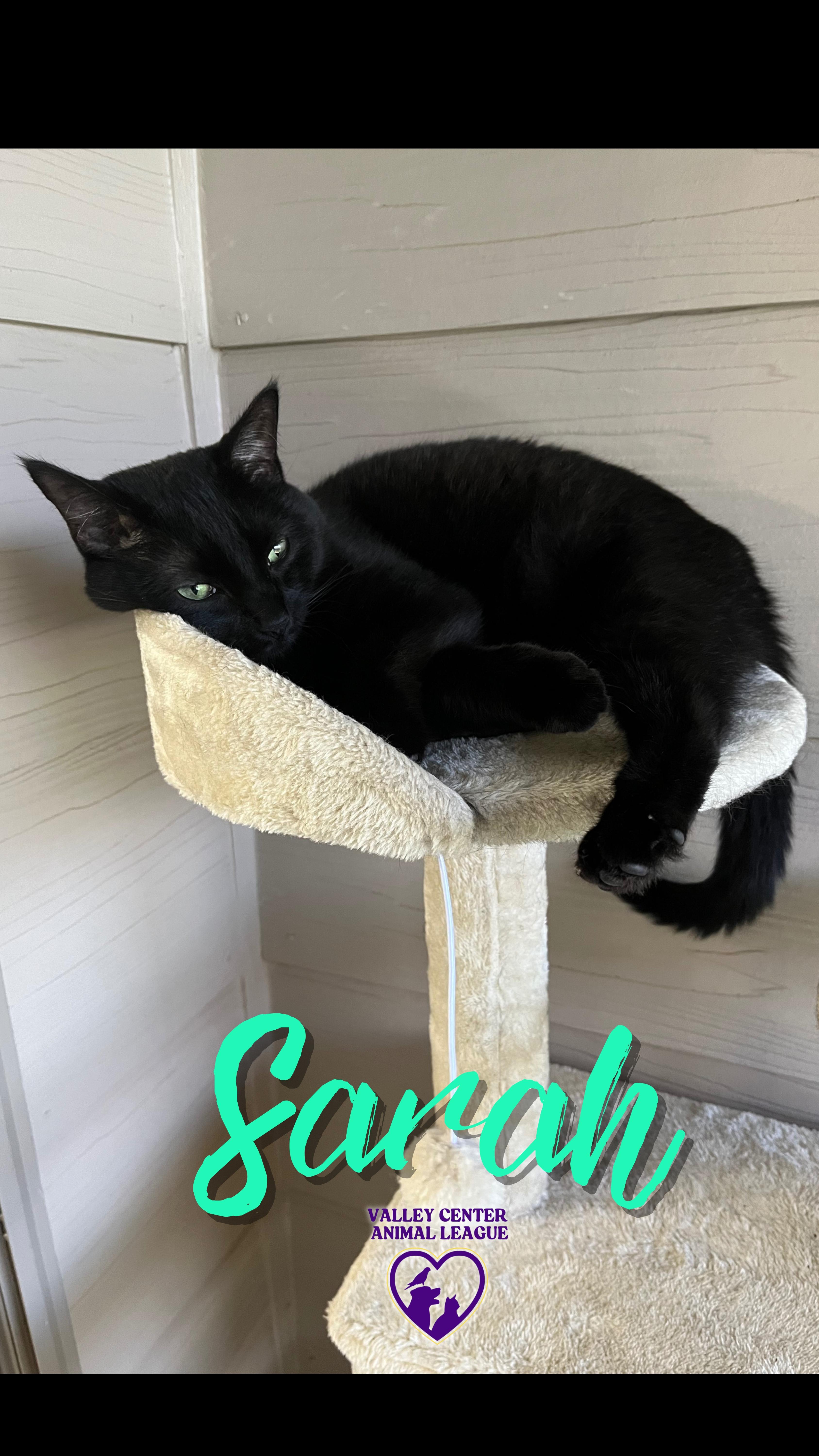 Sarah, a Adoptable mixed breed in Valley Center, KS image 1/5