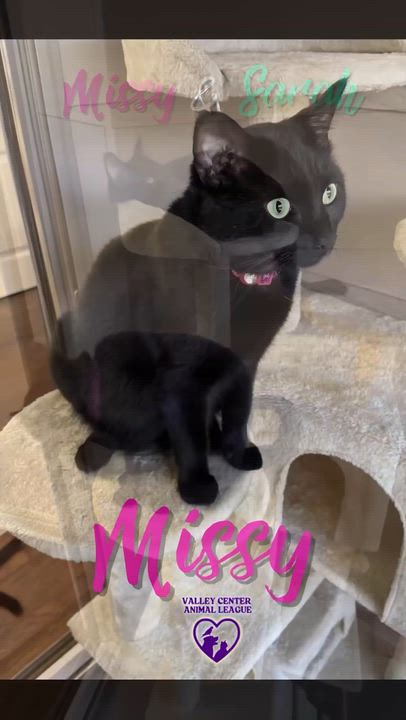 Enlarge Sarah, a Adoptable mixed breed in Valley Center, KS video 5/5