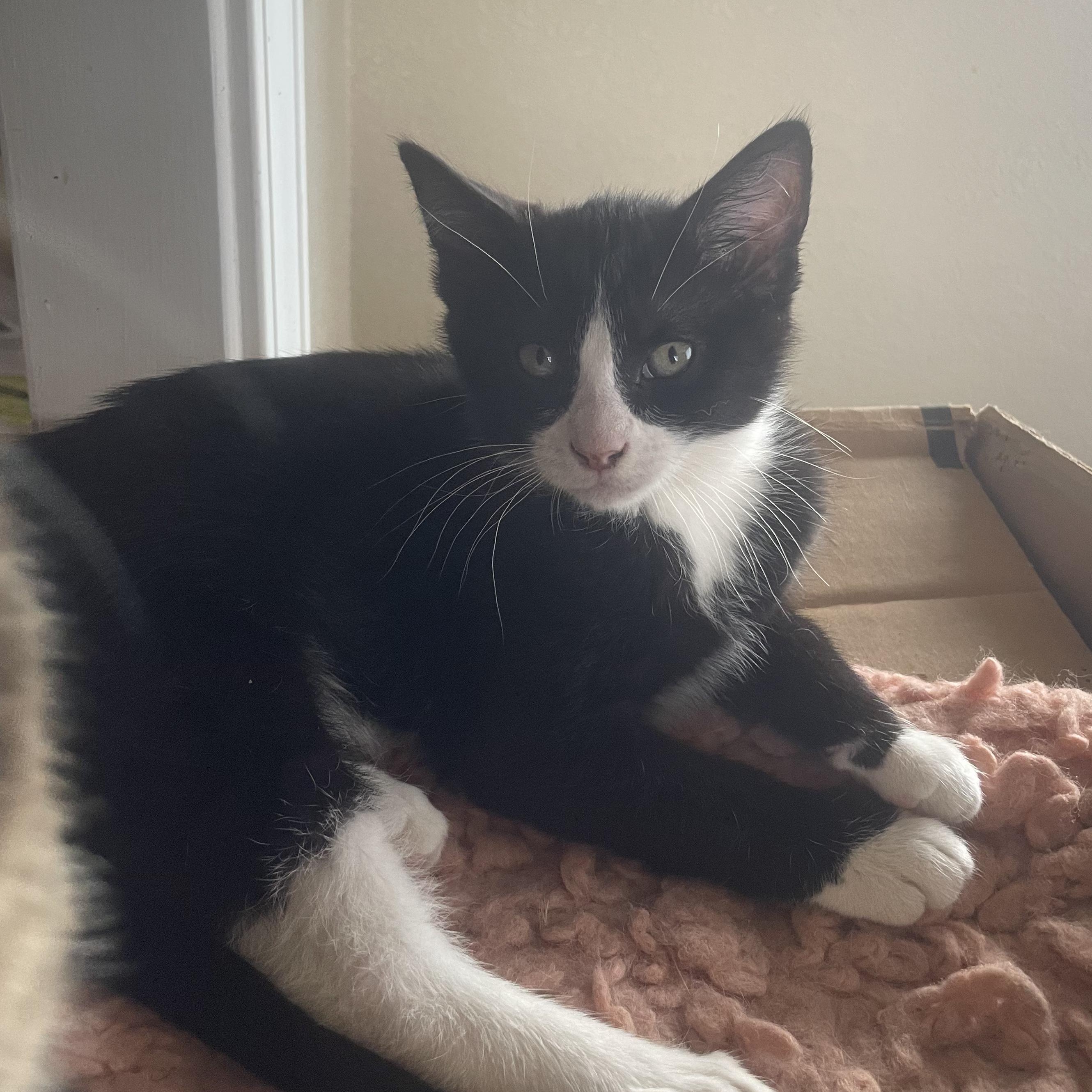 Dash, adopted, Kitten Male Domestic Short Hair.