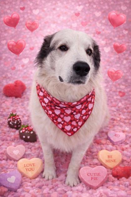 Enlarge Gretel, a ADOPTABLE Great Pyrenees in Belleville, MI image 1/3