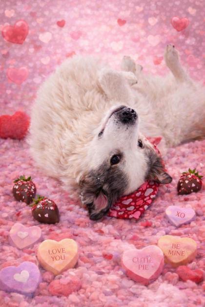 Enlarge Gretel, a ADOPTABLE Great Pyrenees in Belleville, MI image 3/3