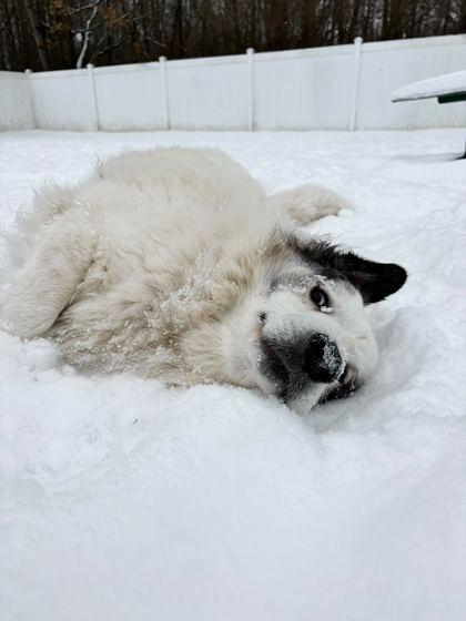 Enlarge Gretel, a ADOPTABLE Great Pyrenees in Belleville, MI image 2/3